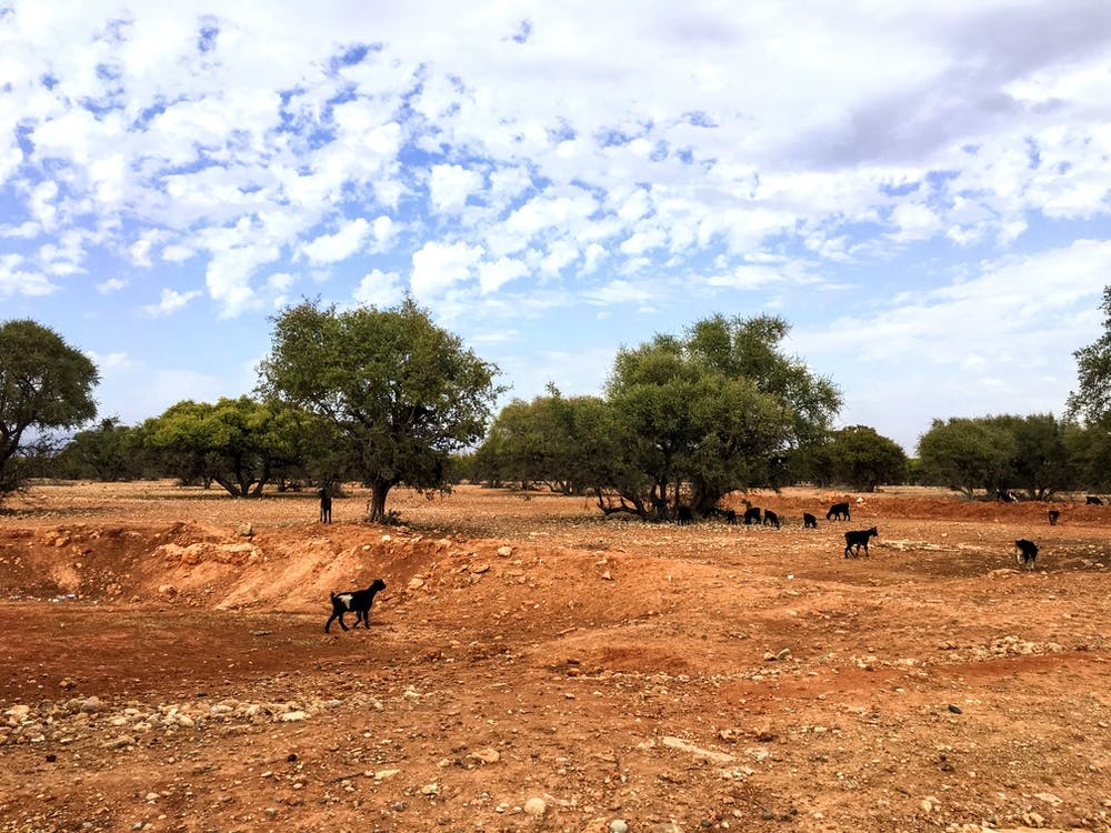 Goats In Trees In Morocco (Africa Series)