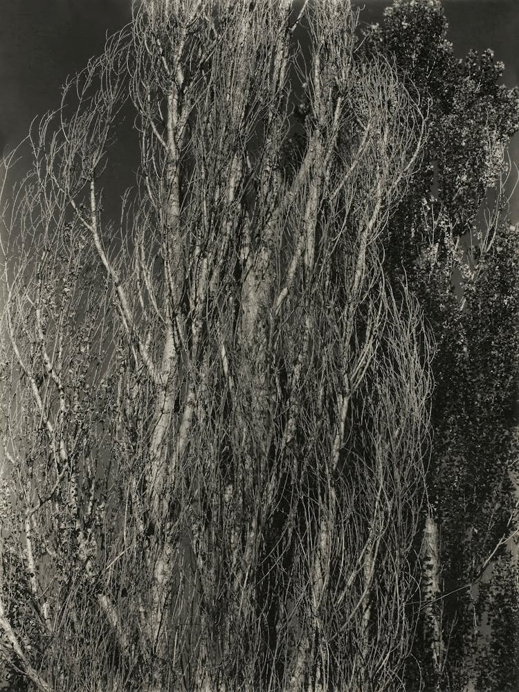 Poplars—Lake George (1932), Alfred Stieglitz
