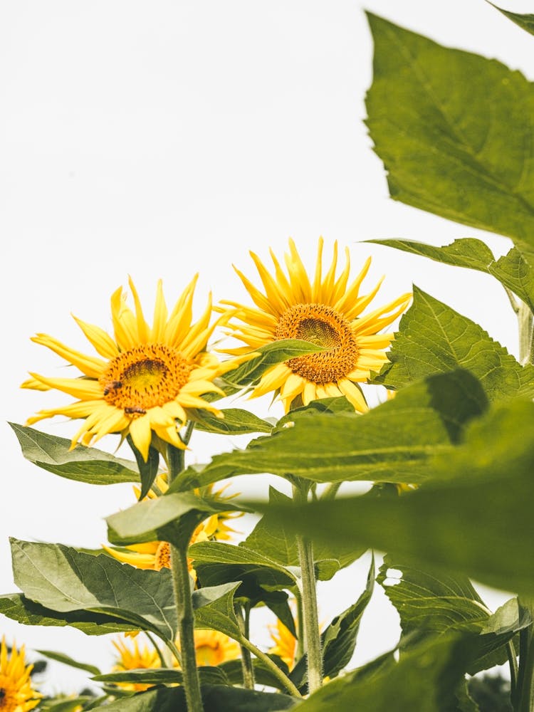 Growing Sunshine