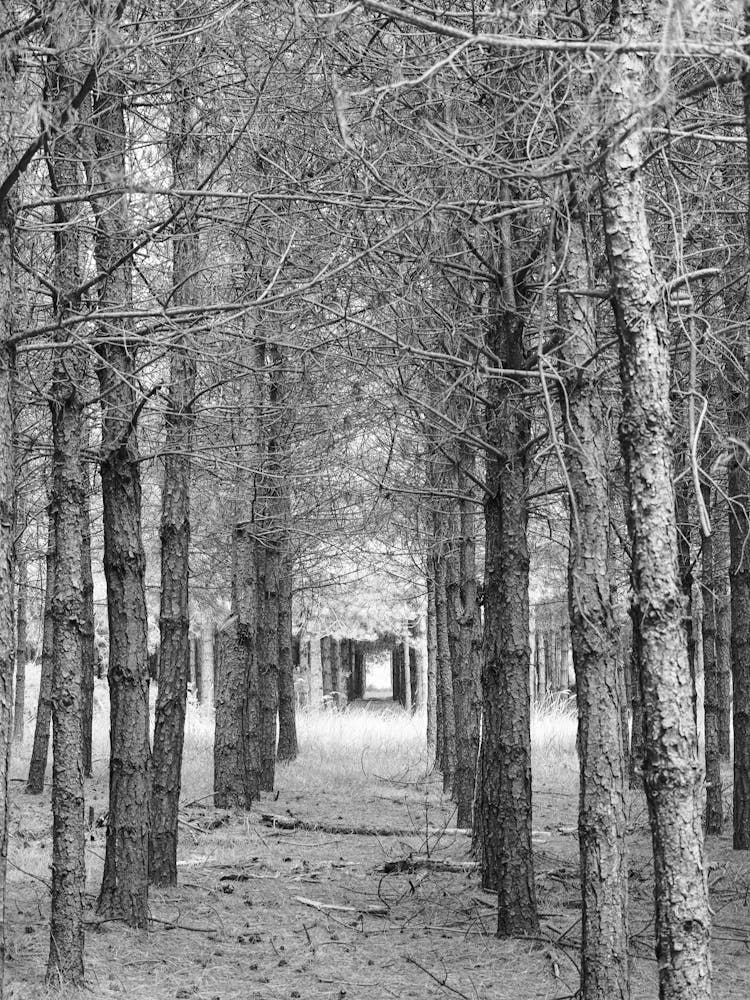 Woodland Black And White