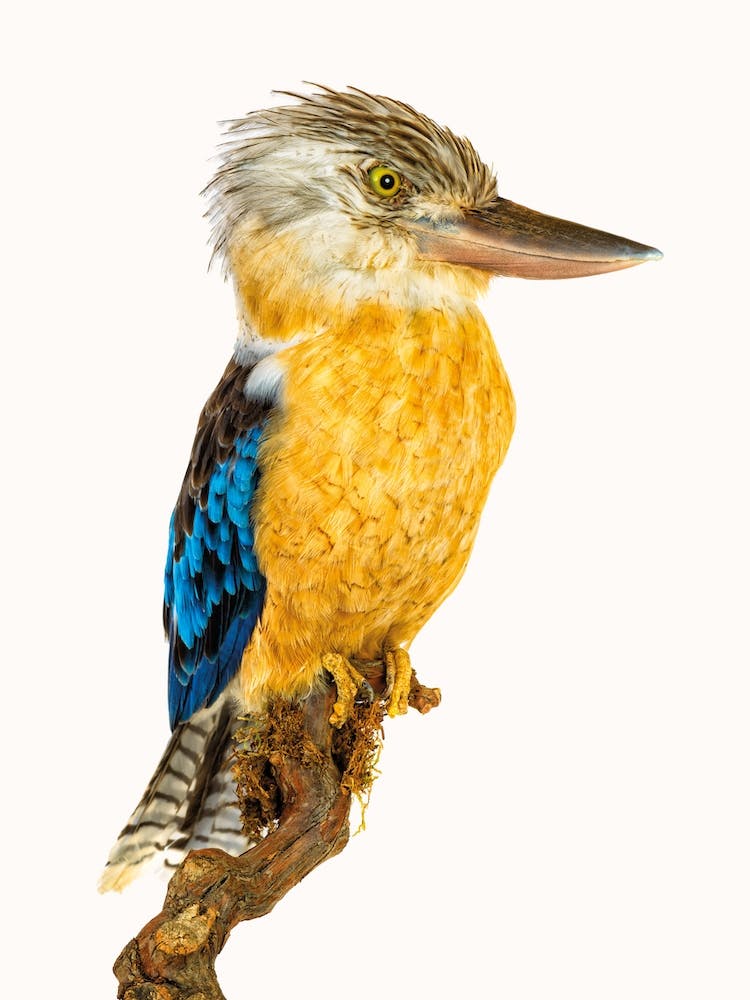 Birds VII