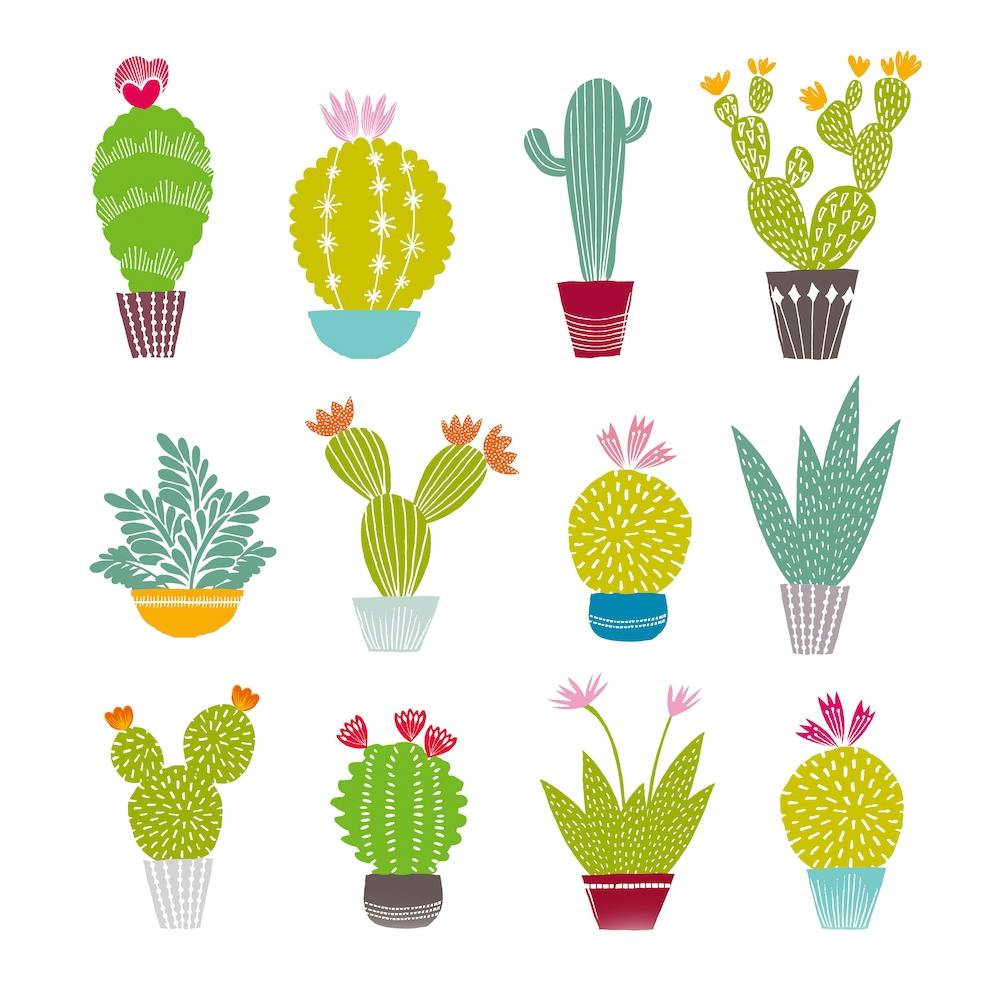 Collection de Cactus Carrée