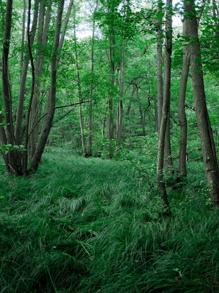 Green Nature