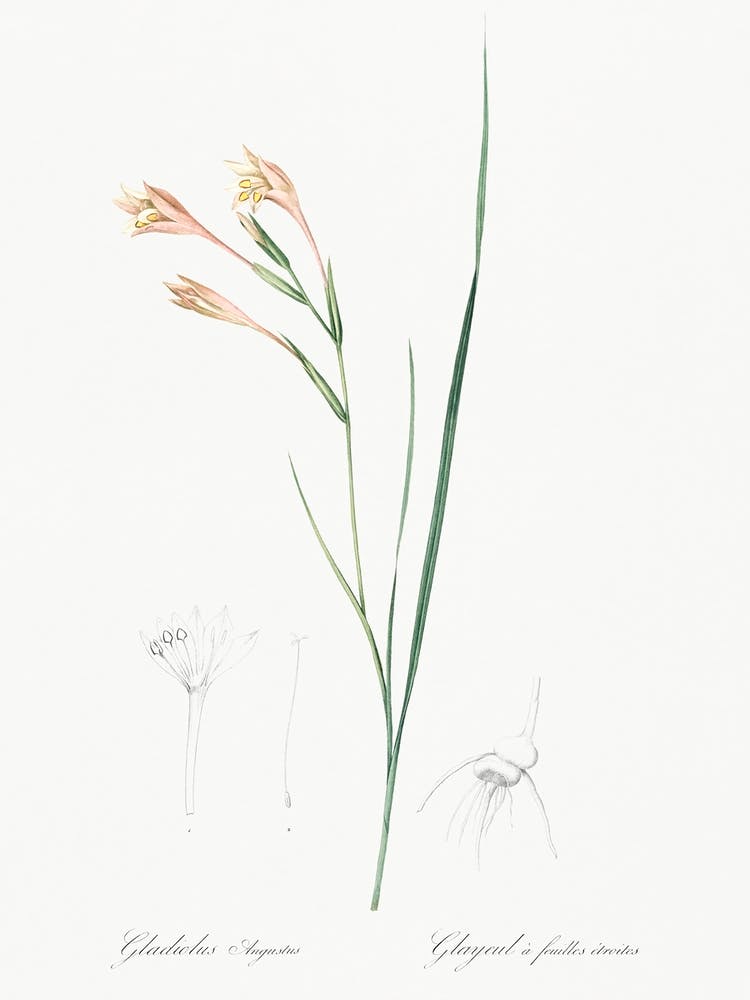 Long Tubed Painted Lady Illustration From Les Liliacées (1805), Pierre Joseph Redoute