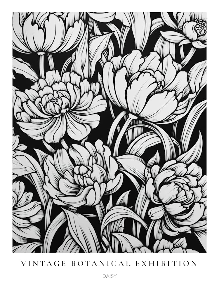 Daisy B&W Vintage Botanical Poster