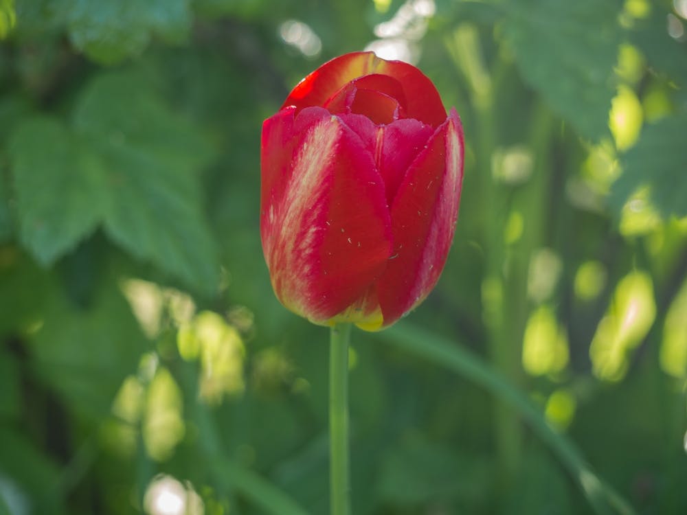 Red Tulip