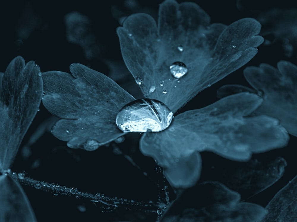 A Drop Of Water In The Grass Under The Night Moonlight