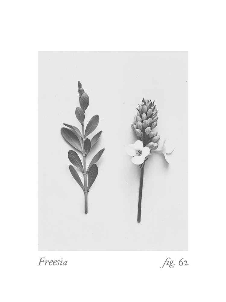 Freesia Botanical Collage 4