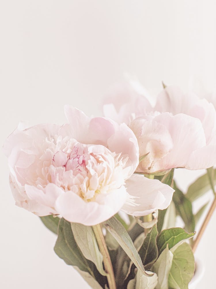 Light Pink Peonies