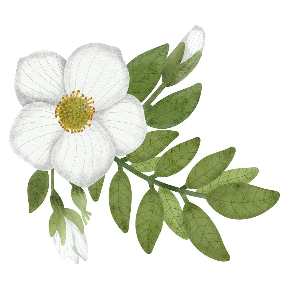 Rose de Cherokee et feuilles vertes