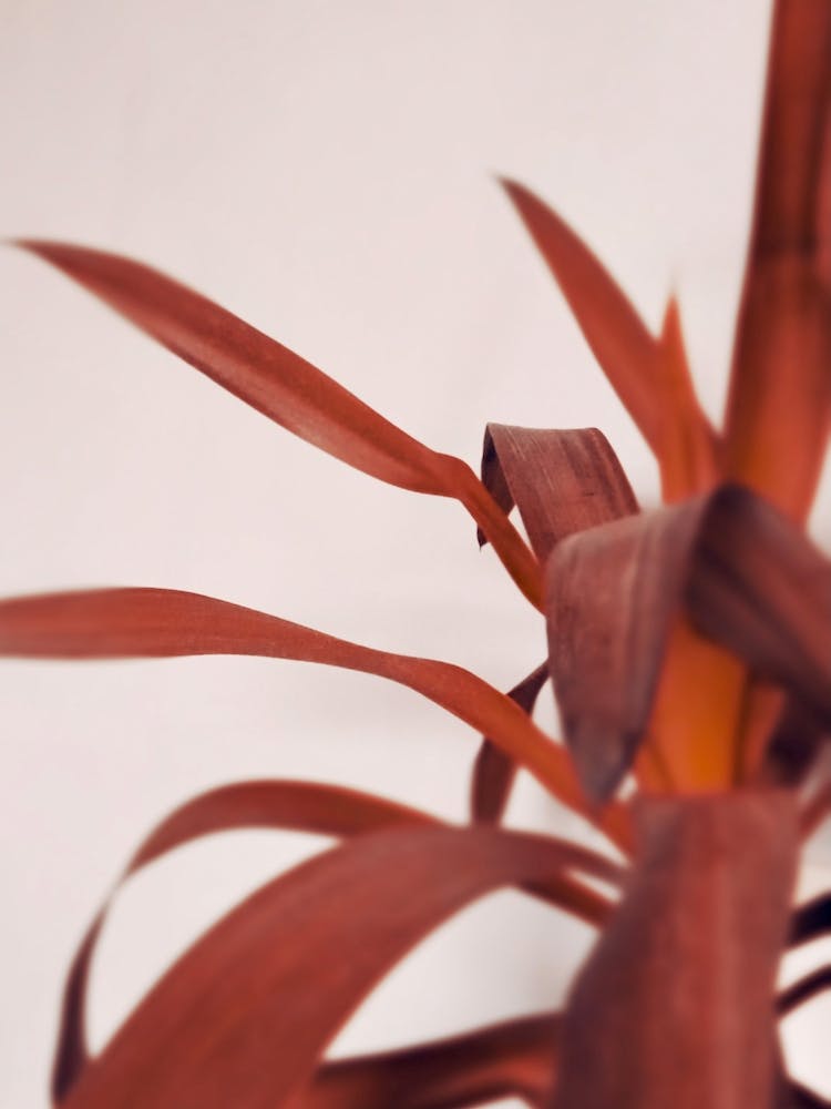 Yucca Rouge