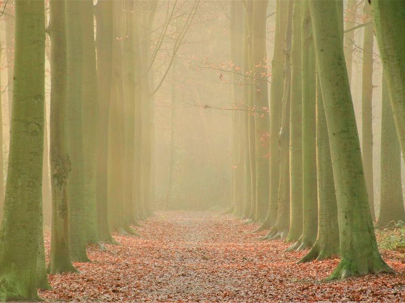 Gate of Trees in the Morning Forest