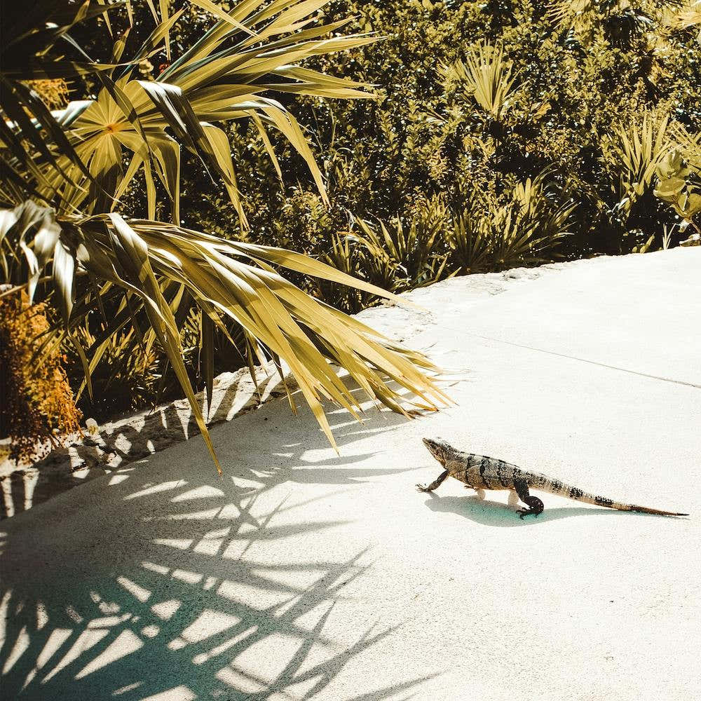 Mexico Resort Iguana Square