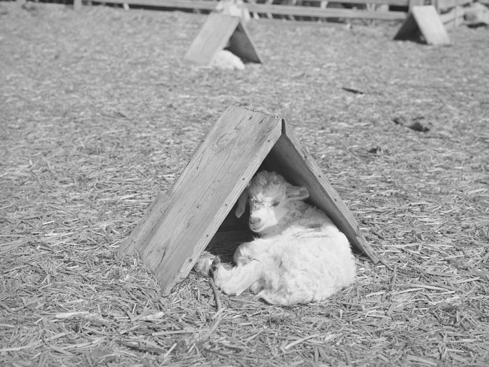Kid In Individual Shelter, This Shelter Can Be Turned To Protect Him From Cold Wind Or Hot Sun, He Is Tied To Wire Which Is