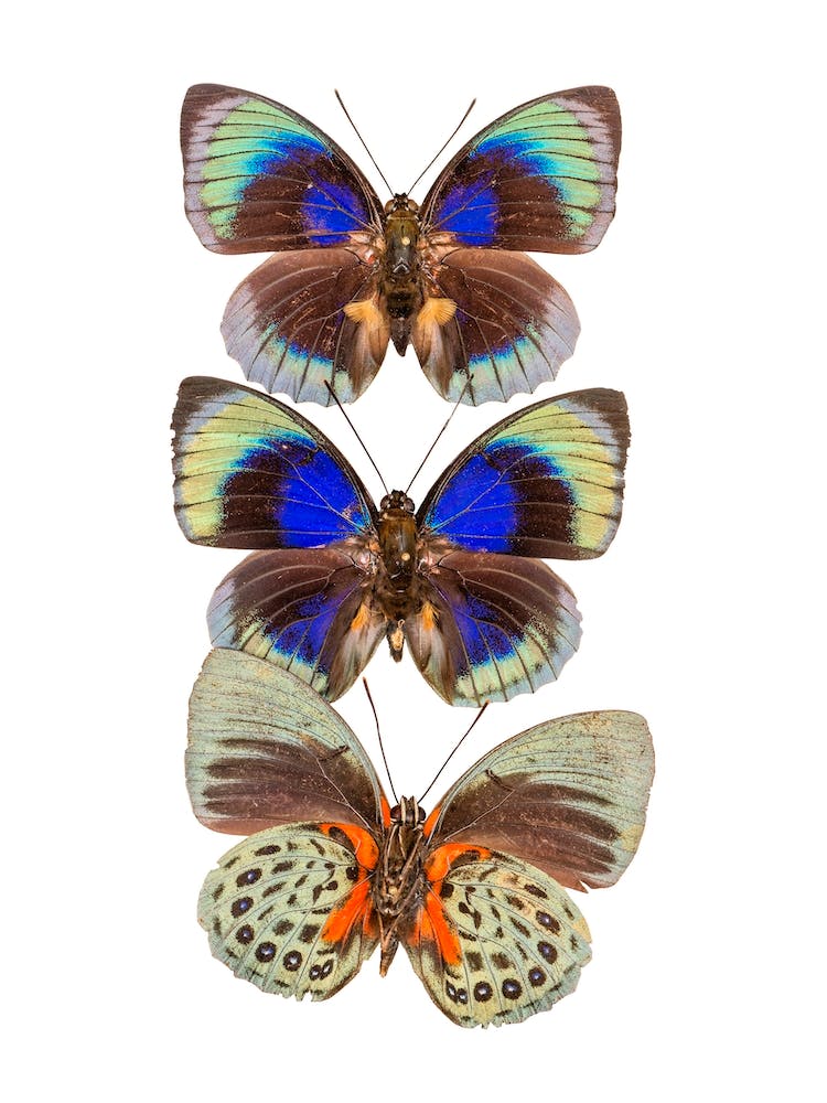 Three Colored Butterflies