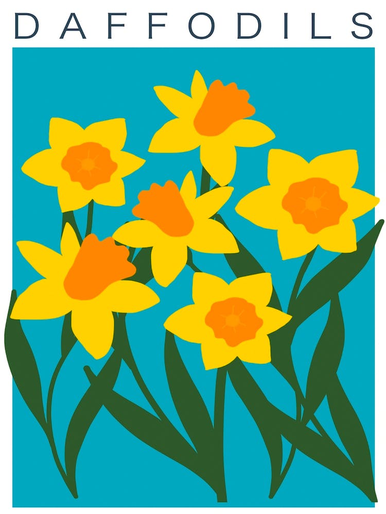 Daffodil Spring Flower