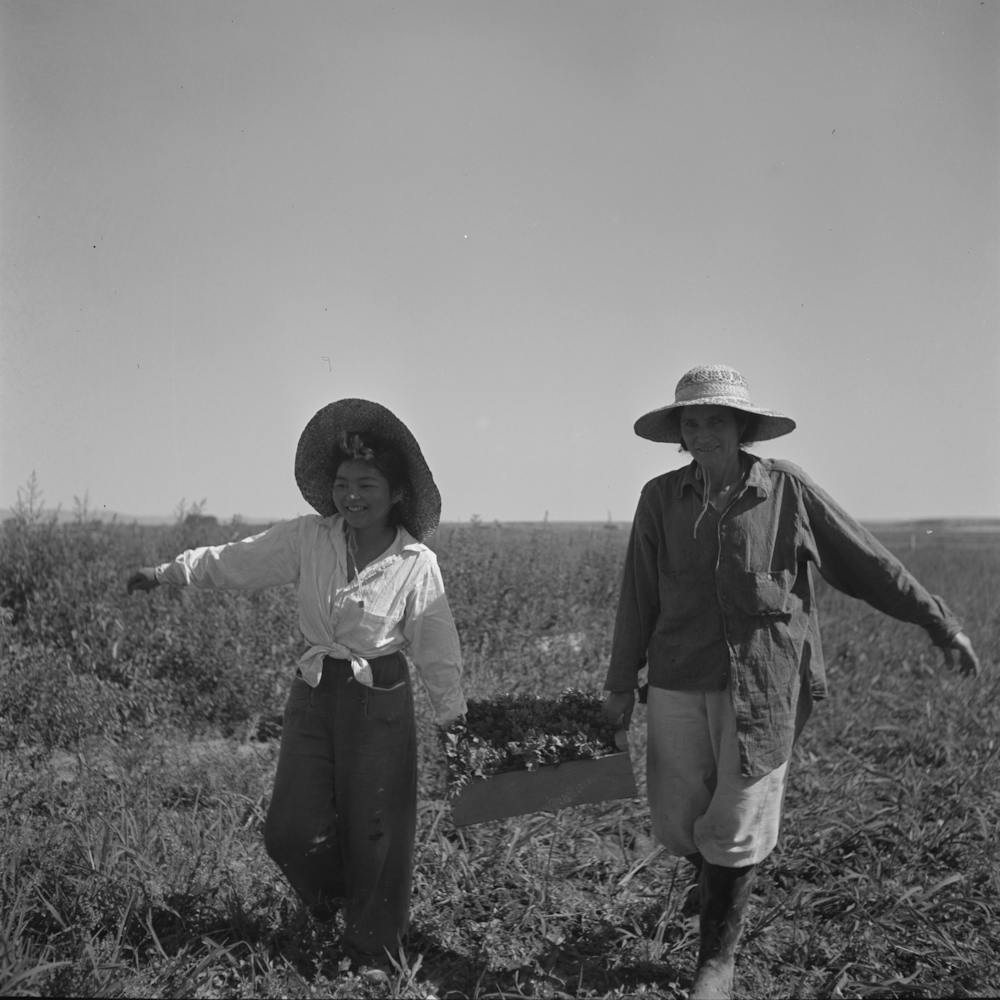 Nyssa, Oregon, Fsa (Farm Security Administration) Mobile Camp, Japanese American Farm Worker By Russell Lee 1