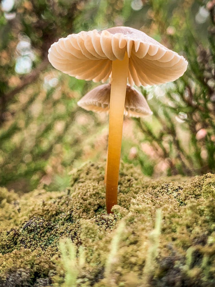 Mushrooms In The Forest