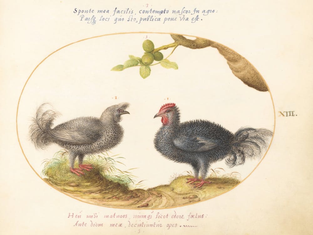 Animalia Volatilia et Amphibia (c. 1575-1580), Joris Hoefnagel (2) 3
