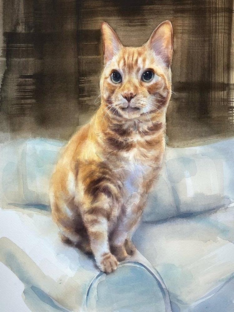 Orange Tabby