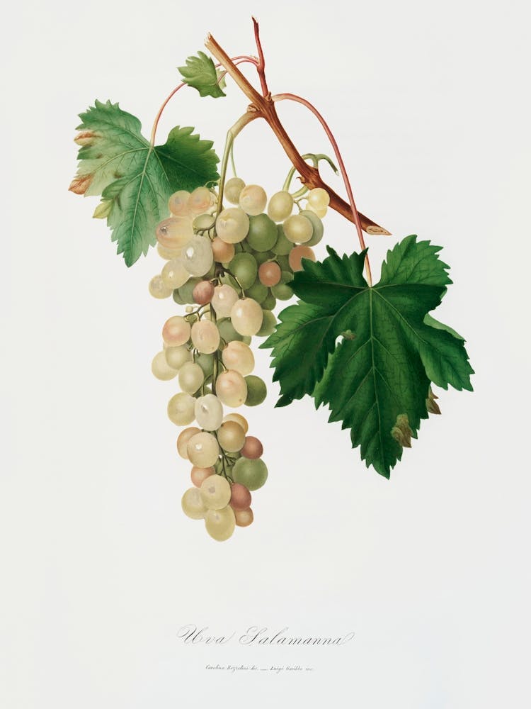 Muscat Grape (Vitis Vinifera Moscata) From Pomona Italiana (1817 1839), Giorgio Gallesio
