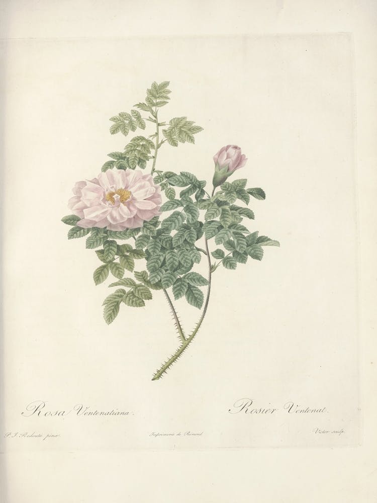 Rosenillustration, Pierre Joseph Redoute (40)