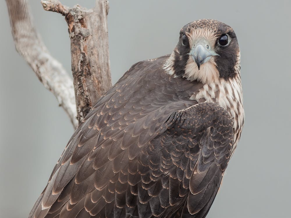 Coopers Hawk In Nature