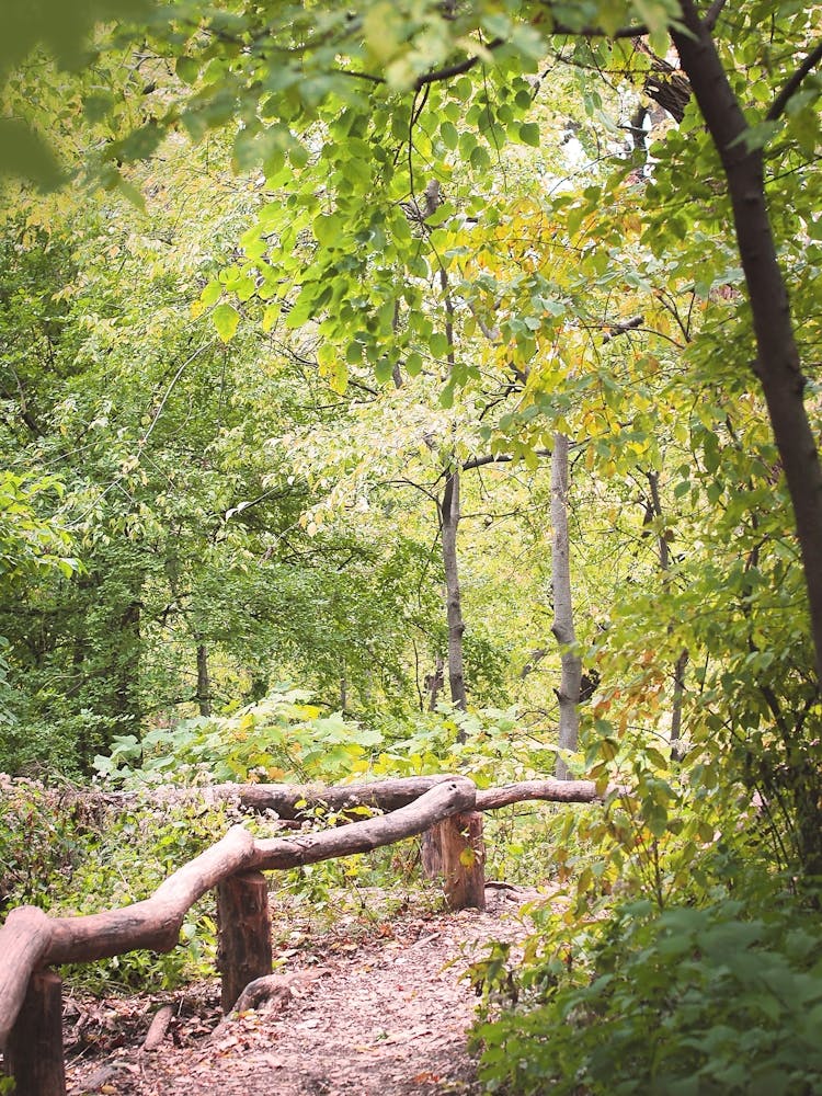 New York, USA I Green nature walk in Central Park like a forest of trees, a lake or hiking trails in NYC big apple wild savage boho and stunning Moody aesthetic for Fine Art photography