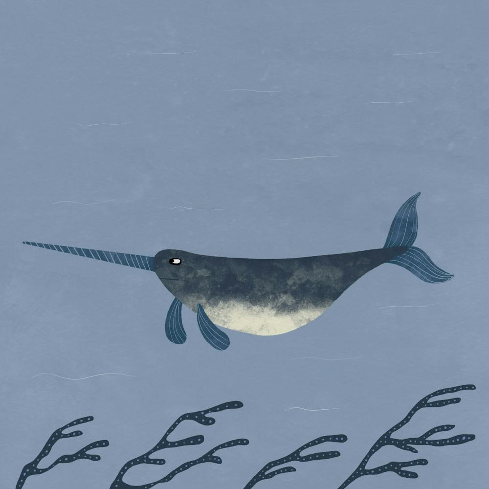 Narwhal