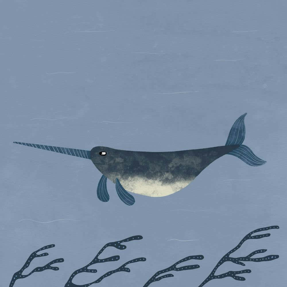 Narwhal