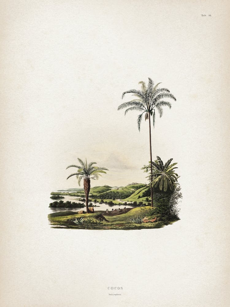 Vintage Martius 2 Cocos Botryophora