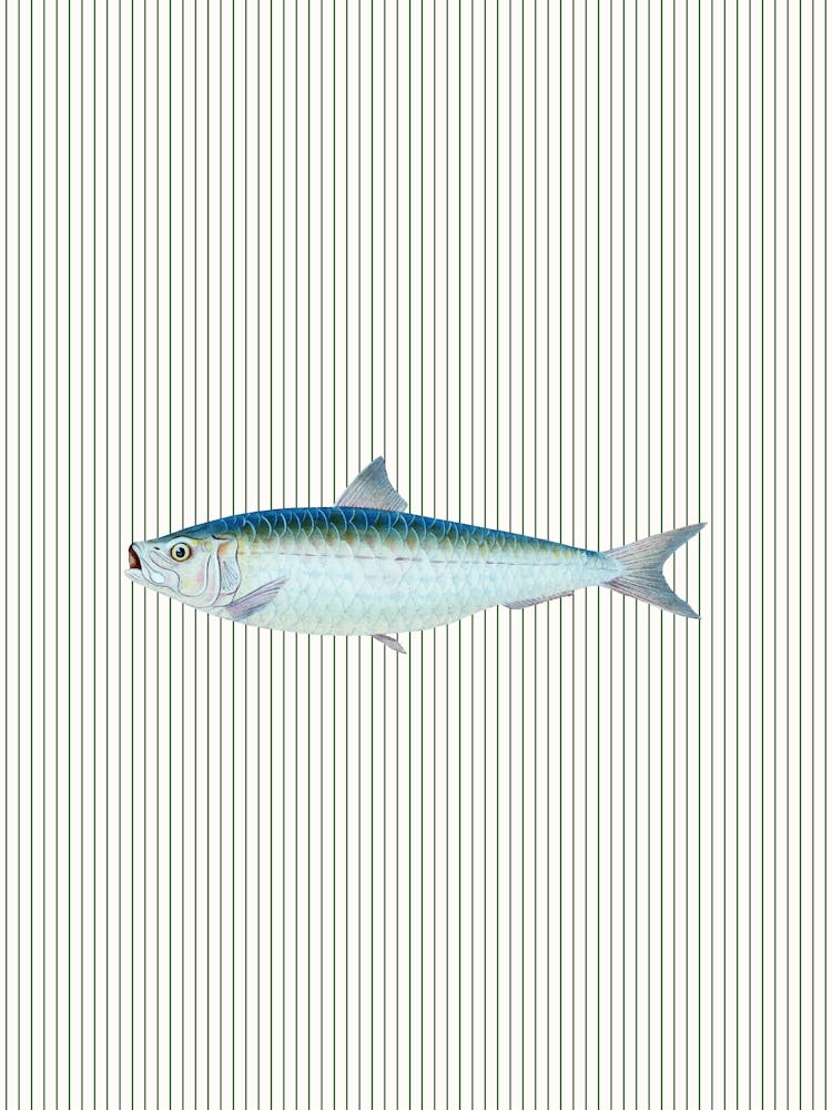 Sardine Striped Kitchen Poster