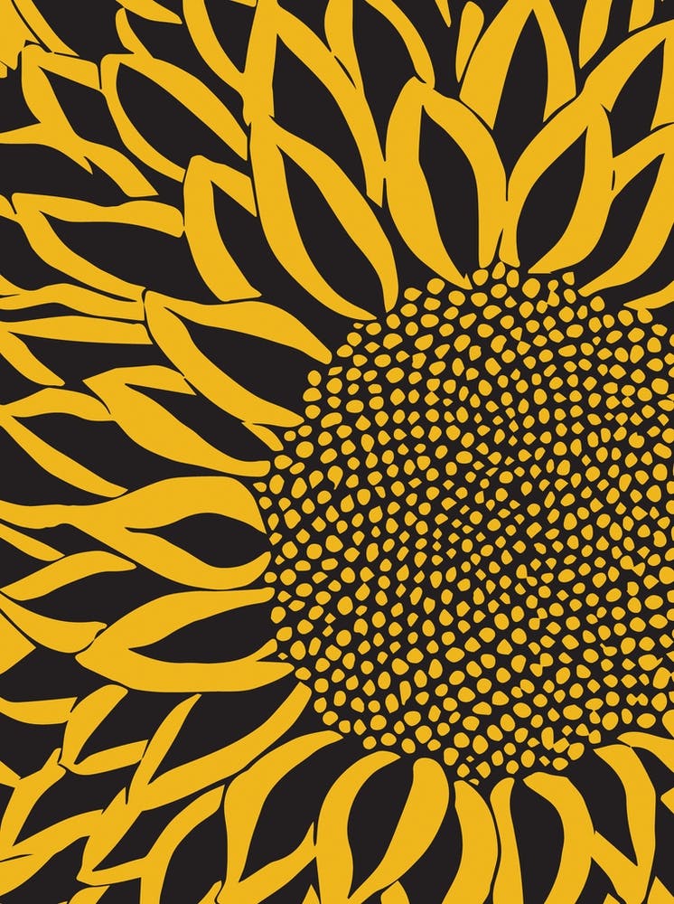 Sunflower Up Close