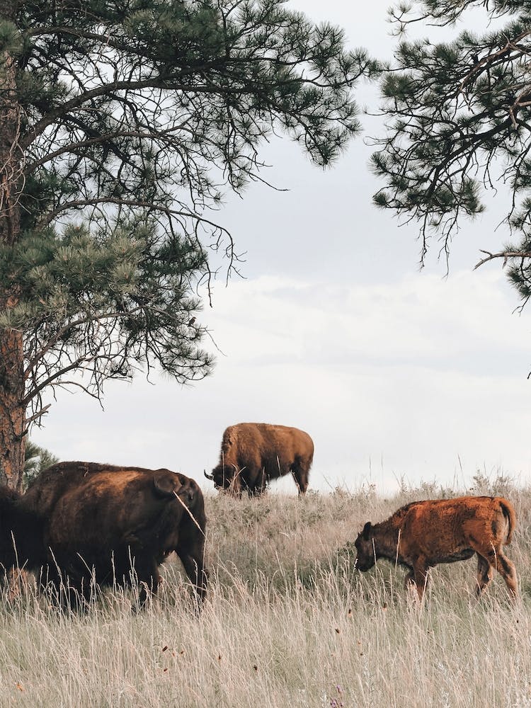Bison On Hillside