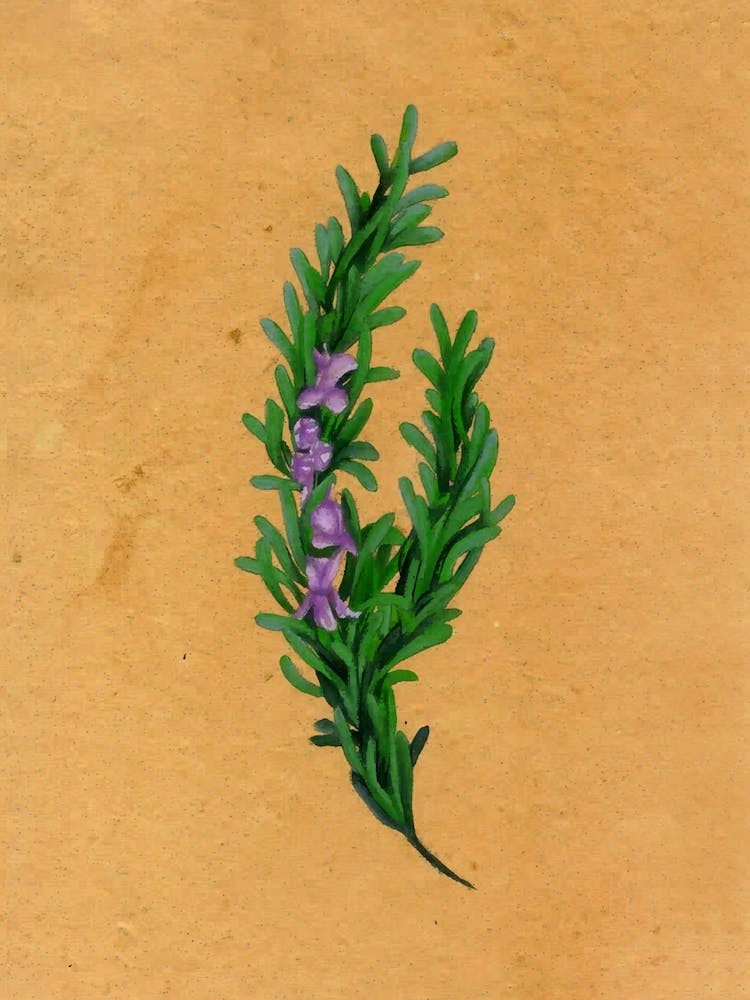 Rosemary Country Wildflower