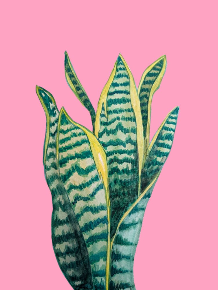 Mother-in-law's Tounge Houseplant Botanical Pink Watercolour Illustration