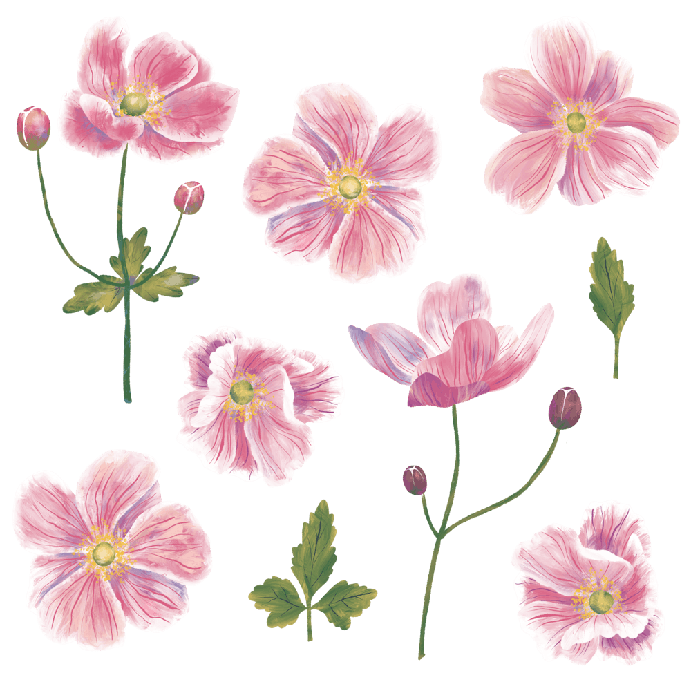 Pink Japanese Anemones