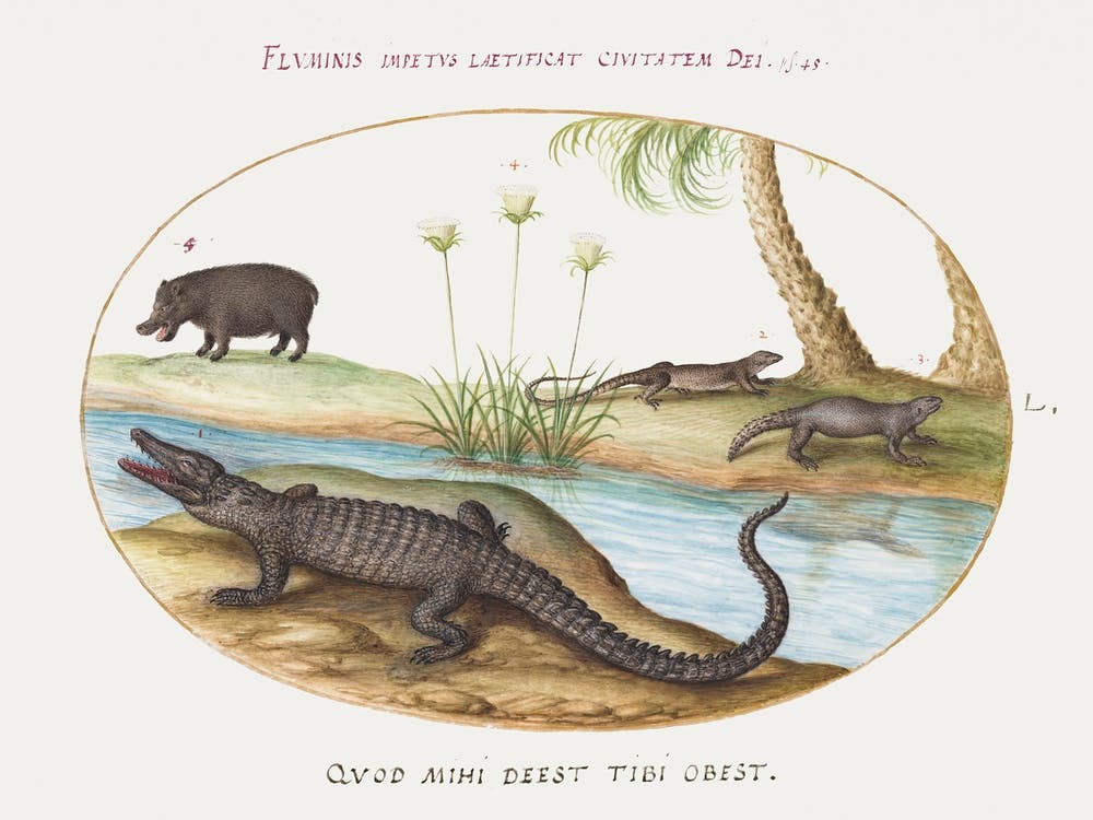 Crocodile, Hippopotamus, And Lizards With A Papyrus Plant (1575–1580), Joris Hoefnagel