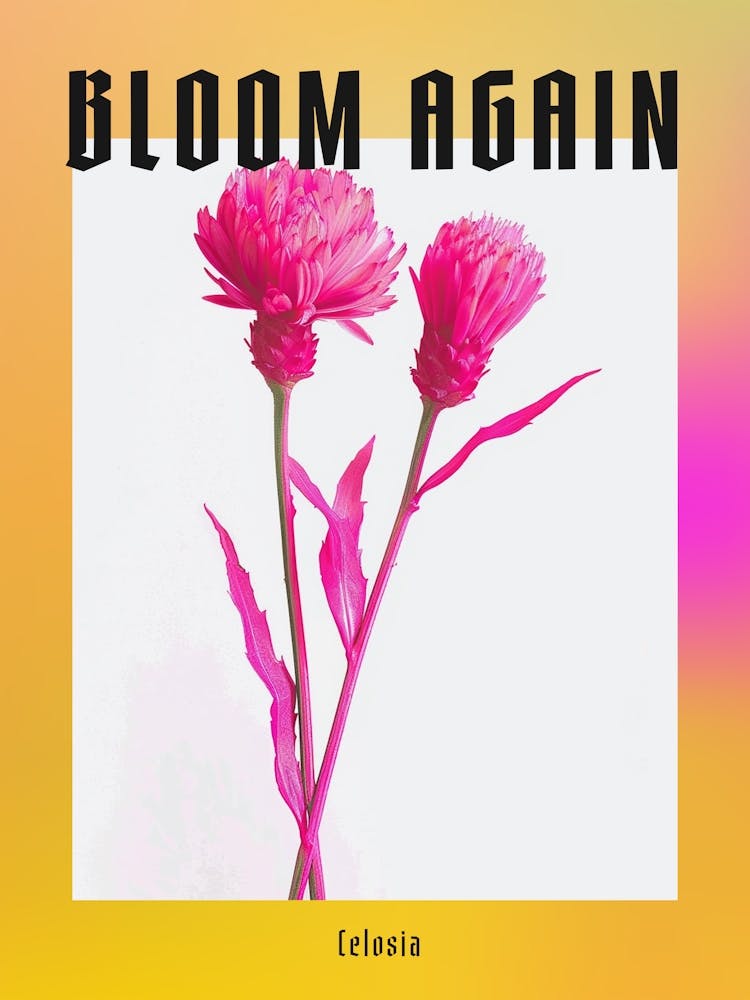 Hot Pink Celosia Poster