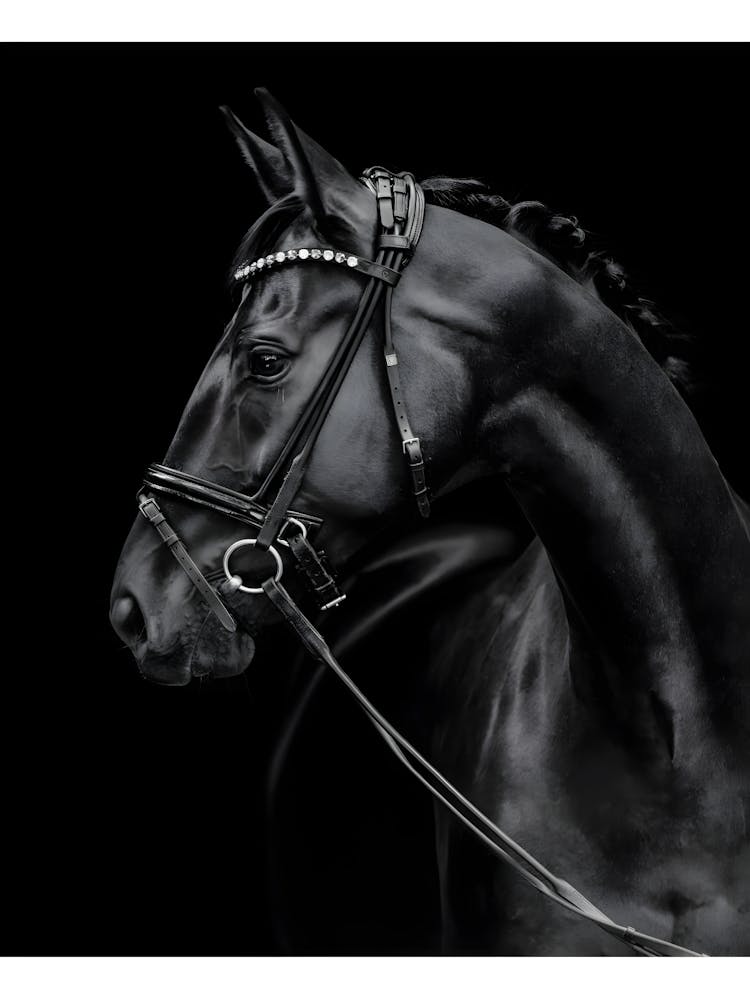 Black Horse With Bridle