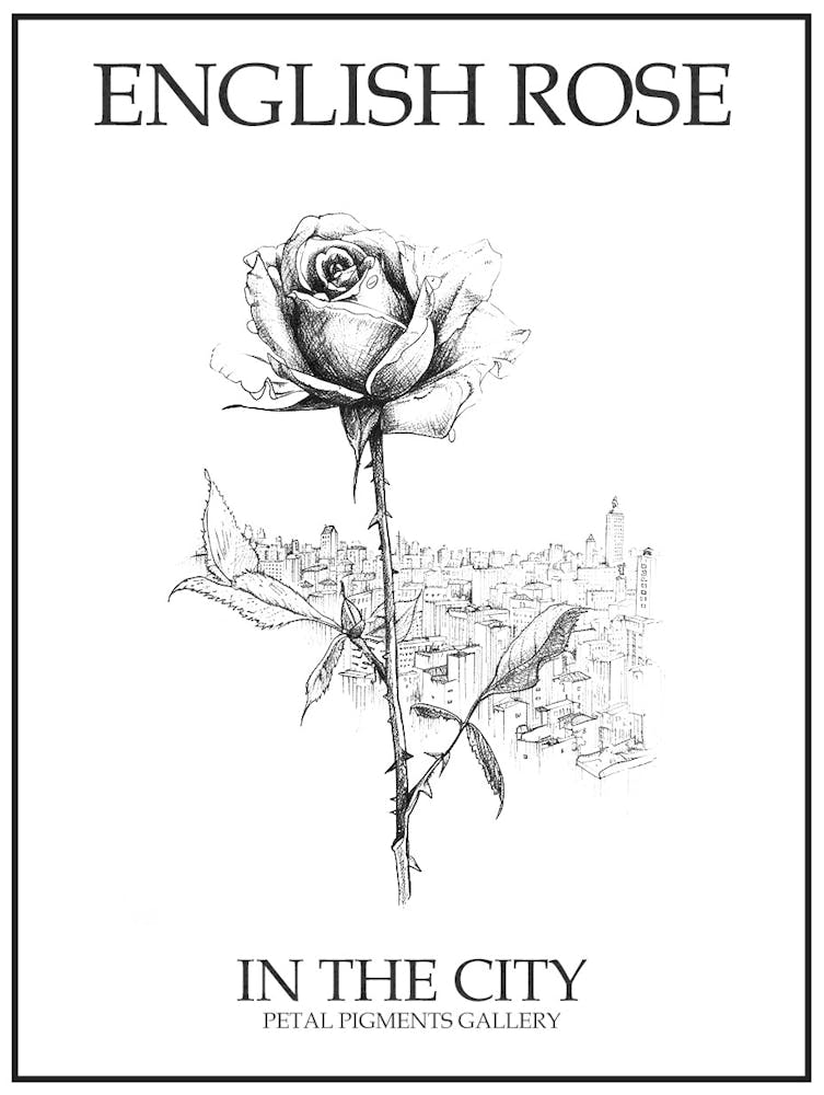 English Rose In The City Line Drawing 2 Poster