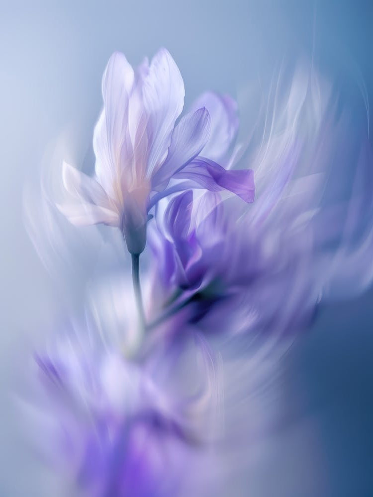 Poster Icm Flower 13
