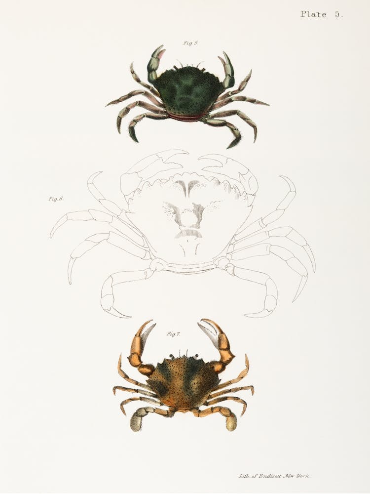 Littoral Crab And Lady Crab