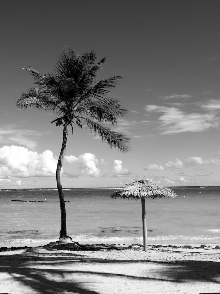 The Towering Palm Tree