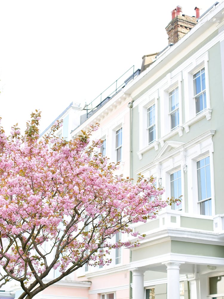Chalk Farm Blossom London