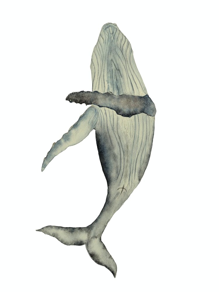 Whale