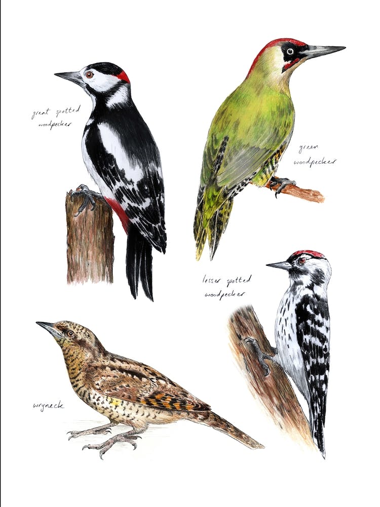 Woodpecker Birds Brown
