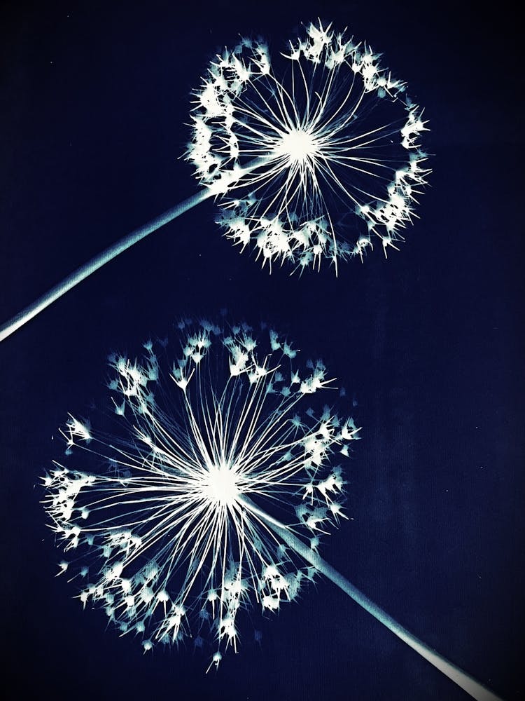 Alliums Bleus