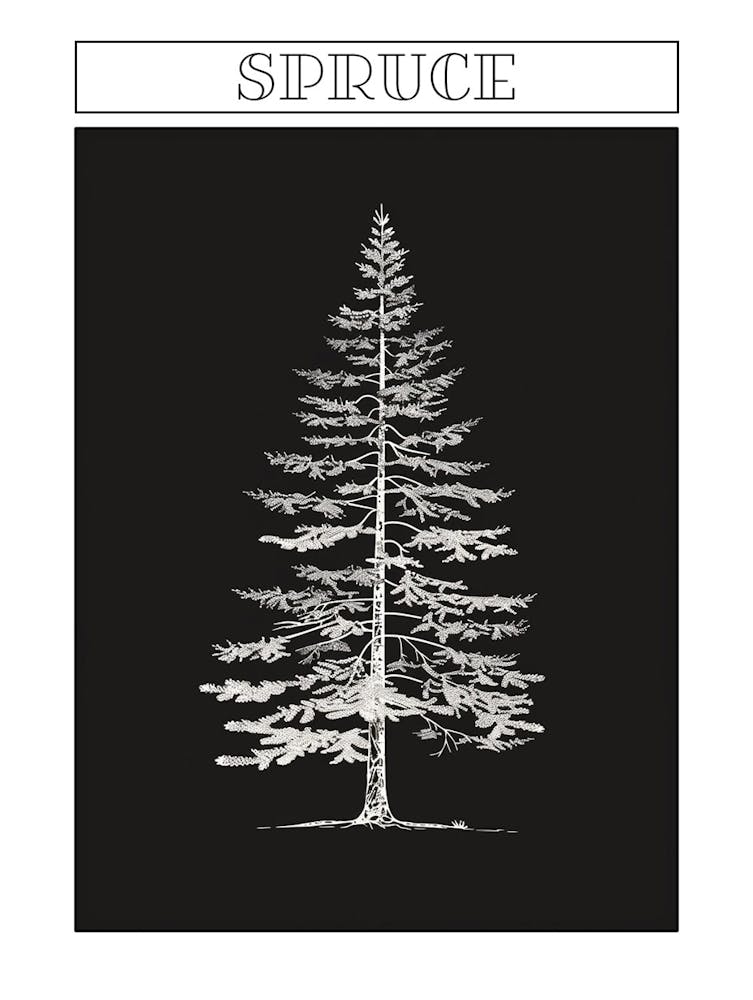 Spruce Tree Minimalistic Drawing 4 Poster