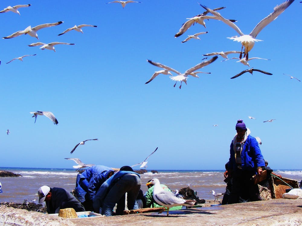 Seagulls On The Beach